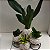 Kit Kokedama de Pacová com 3 Mini Kokedamas de Espadinha + Suportes - Imagem 10