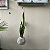 Kokedama Espada Santa Rita/Santa Bárbara com Suporte Olho Grego Proteção Boas Energias - Imagem 4