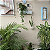 Kokedama Espada Santa Rita/Santa Bárbara com Suporte Olho Grego Proteção Boas Energias - Imagem 6