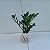 Kit 5 Kokedama de Mini Zamioculca – Brindes e Lembranças Verdes Kit Corporativo - Imagem 9