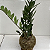 Kit 5 Kokedama de Mini Zamioculca – Brindes e Lembranças Verdes Kit Corporativo - Imagem 6