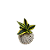 Kokedama de Mini Espada de Santa Rita (Espadinha) - Imagem 1