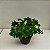 Folhagem Samambaia Cristata Pequena ("Nephrolepis exaltada") - Imagem 2
