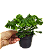Folhagem Samambaia Cristata Pequena ("Nephrolepis exaltada") - Imagem 1