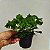 Folhagem Samambaia Cristata Pequena ("Nephrolepis exaltada") - Imagem 3