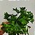 Folhagem Samambaia Cristata Pequena ("Nephrolepis exaltada") - Imagem 4