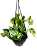 Folhagem Jiboia Branca Pequena - Imagem 1