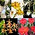 Kit 5 Mini Orquídeas na Madeira Raras - Imagem 1