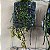 Kit 4 Mini Orquídeas na Madeira Raras - Imagem 9