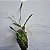 Kit 5 Mini Orquídeas na Madeira Raras - Imagem 4