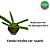 Vanda tricolor suavis (muda pequena) - Imagem 2