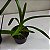 Vanda tricolor suavis (muda pequena) - Imagem 8