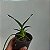Baptistonia venusta - Imagem 1