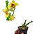 Lockhartia lunifera - Imagem 1