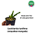 Lockhartia lunifera - Imagem 2