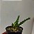 Lockhartia lunifera - Imagem 4