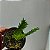 Lockhartia lunifera - Imagem 5