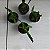 Lockhartia lunifera - Imagem 7