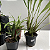 Kit Orquídeas Especiais para Coleção - Imagem 2