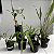 Kit Orquídeas Especiais para Coleção - Imagem 3