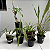 Kit Orquídeas Especiais para Coleção - Imagem 4