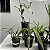 Kit Orquídeas Especiais para Coleção - Imagem 5