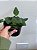 Samambaia Coração (Hemionitis Arifolia) - Imagem 1