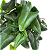 Samambaia Coração (Hemionitis Arifolia) - Imagem 3