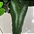 Samambaia Coração (Hemionitis Arifolia) - Imagem 6