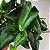 Samambaia Coração (Hemionitis Arifolia) - Imagem 5