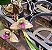Bifrenaria harrisoniae x Bifrenaria wittigii - Imagem 3