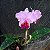 Cattleya lueddemanniana x Lc. Bonanza - Imagem 3