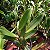 Cattleya lueddemanniana x Lc. Bonanza - Imagem 2