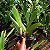 Cattleya lueddemanniana x Lc. Bonanza - Imagem 4