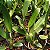Cattleya lueddemanniana x Lc. Bonanza - Imagem 5