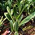 Cattleya lueddemanniana x Lc. Bonanza - Imagem 6
