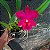 Brassolaeliocattleya Chunyeah x Blc. Jeremy Island - Imagem 6
