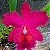 Brassolaeliocattleya Chunyeah x Blc. Jeremy Island - Imagem 5