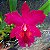 Brassolaeliocattleya Chunyeah x Blc. Jeremy Island - Imagem 1