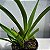 Jumellea sagittata (Jumellea Sagrada) - Imagem 3