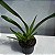 Jumellea sagittata (Jumellea Sagrada) - Imagem 4