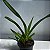 Jumellea sagittata (Jumellea Sagrada) - Imagem 5