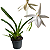Jumellea sagittata (Jumellea Sagrada) - Imagem 1