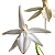 Jumellea sagittata (Jumellea Sagrada) - Imagem 6