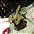 Orquídea 10 Mudas Colorida Kit Primeira Coleção Iniciantes - Imagem 11