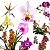 Orquídea 10 Mudas Colorida Kit Primeira Coleção Iniciantes - Imagem 1