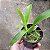 Orquídea 10 Mudas Colorida Kit Primeira Coleção Iniciantes - Imagem 10