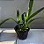 Oncidium Sharry baby (Orquídea chocolate) Muda Adulta - Imagem 2