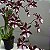 Oncidium Sharry baby (Orquídea chocolate) Muda Adulta - Imagem 1