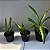 Oncidium Sharry baby (Orquídea chocolate) Muda Adulta - Imagem 5